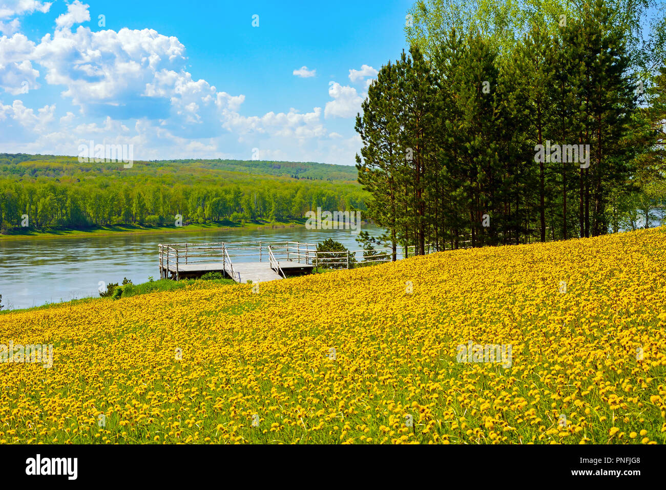 Aussichtsplattform auf einer Wiese von gelben Löwenzahn im Museum - Reserve" Tomskaya Pisanitsa', Kemerovo Region Stockfoto
