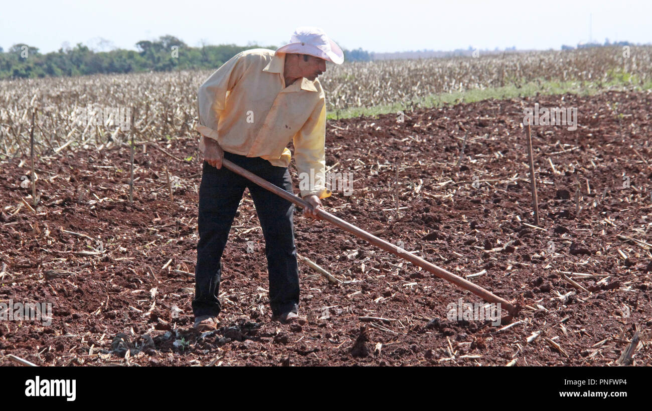 CAMPO MOURÃO, PR - 21.09.2018: PRODUTORES ENVELHECEM RURAIS NO CAMPO - Zahlen, die durch die Volkszählung der Landwirtschaft freigegeben zeigen einen bedeutenden Sprung in das Szenario der brasilianischen Landschaft. Im Jahr 2006, dem Jahr der letzten Volkszählung, die Bevölkerung über 65 Jahren im Bereich betrug 17,5 %. Im Jahr 2018, der Index stieg auf 21%. Laut der Volkszählung in diesem Jahr junge Menschen im Alter von 25-35 sind 9,4 % der Bevölkerung im ländlichen Raum, und sie waren im Jahr 2006 13,5 %. Auf dem Foto ist Landwirt anlage Erdnüsse in ländlichen Anwesen in Campo Mourão. (Foto: dirceu Portugal/Fotoarena) Stockfoto