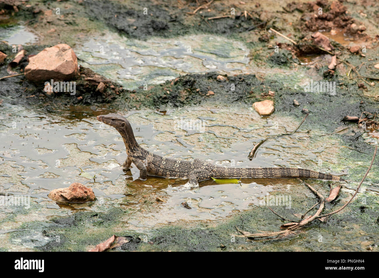 Wasser monitor Lezard (Varanus Salvator), Thailand Varan malais Stockfoto