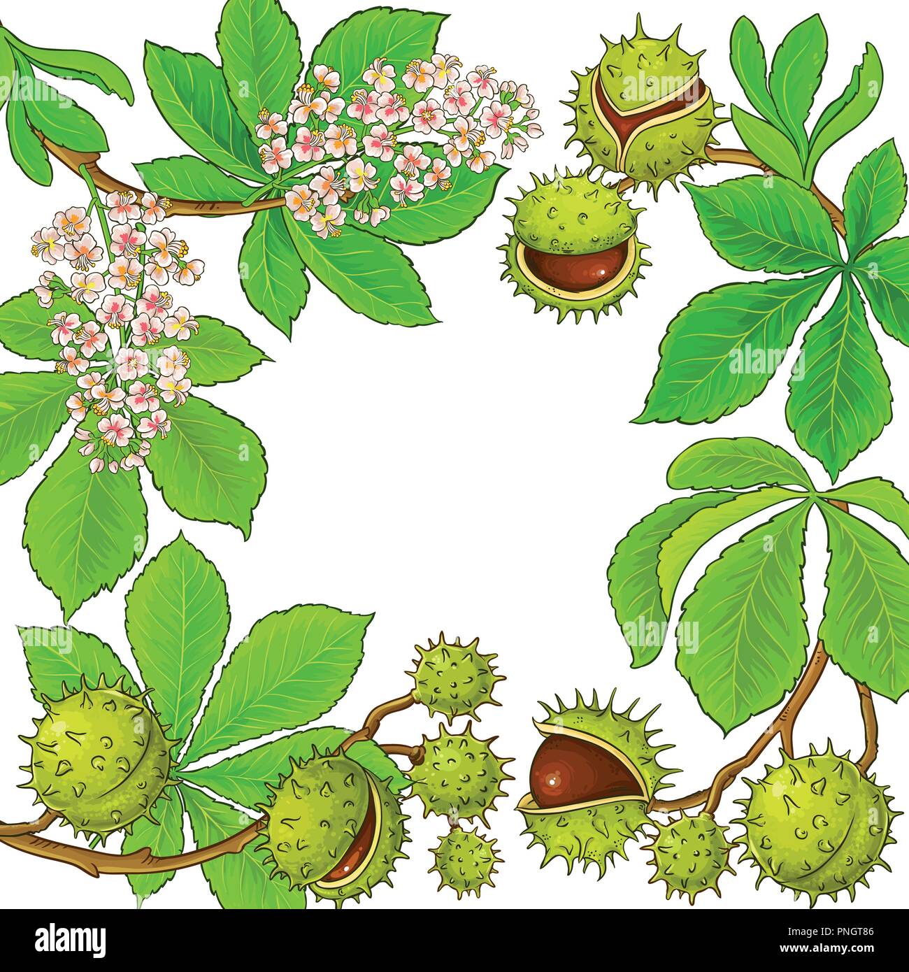 Chestnut vektor Rahmen auf weißem Hintergrund Stock Vektor