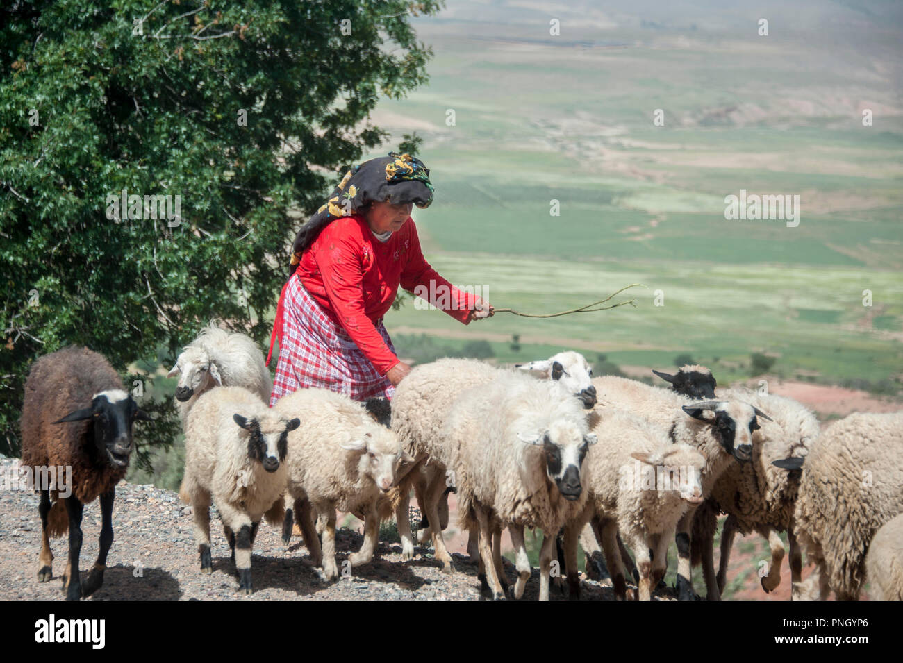 25-02-11. Marrakesch, Marokko. Eine Frau / shepheress Schafehüten auf einer Straße klettern auf das Atlas Gebirge südlich von Marrakesch. Foto © Simon Gr Stockfoto