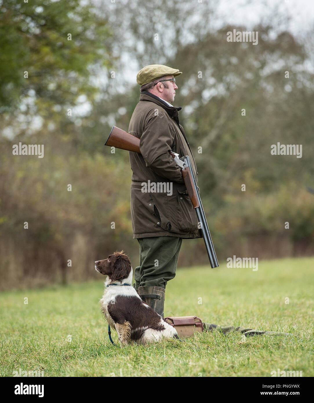 Mann schießen Fasane mit einer Schrotflinte und Springer Spaniel Stockfoto