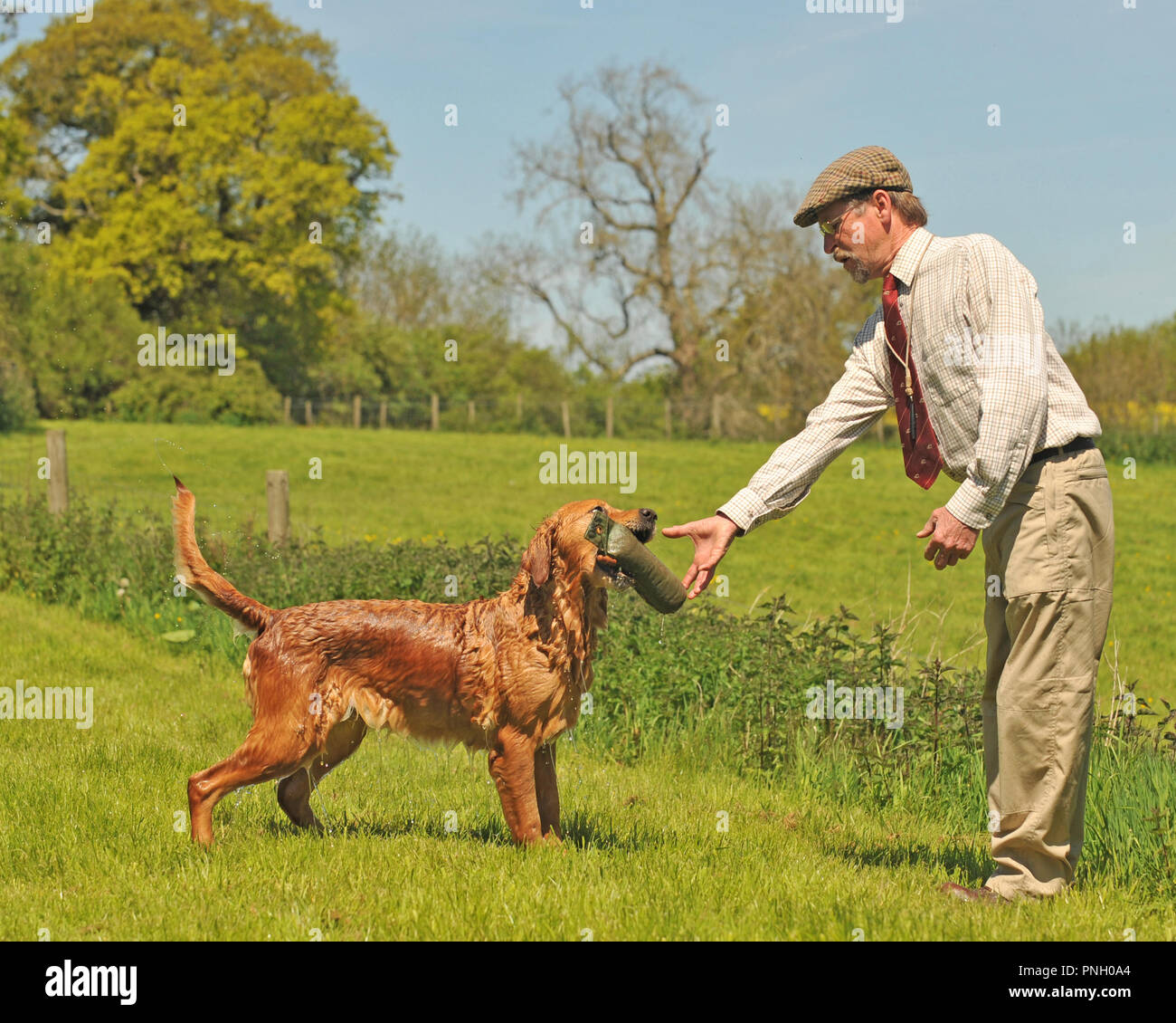 Mann die Ausbildung eines Hundes Stockfoto