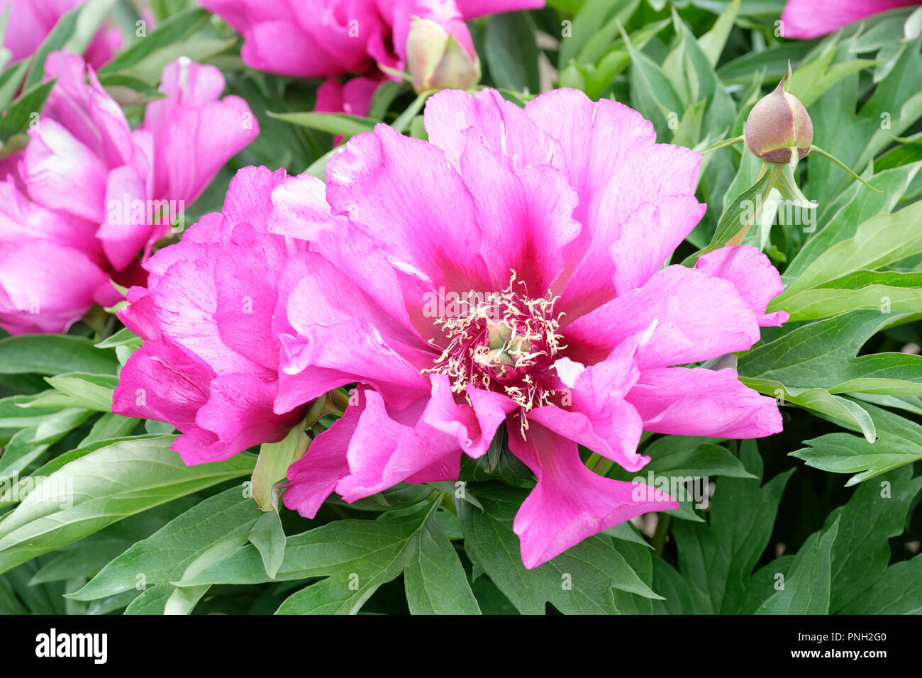 Nahaufnahme der Pfingstrose 'Morning Lilac', Paeonia 'Morning Lilac' lebhaften rosa Blüten Stockfoto