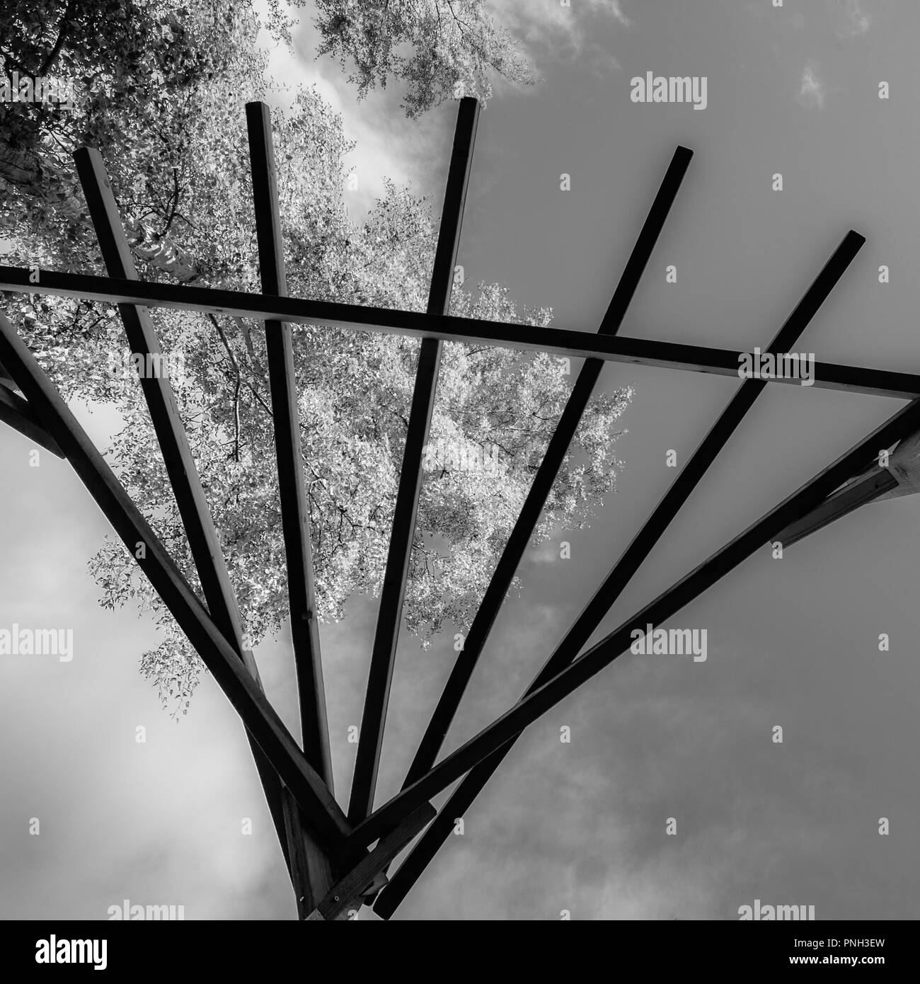 Ansicht eines Silver Birch aus unter einer Pergola, vom Boden aus. Schwarzweiß-Version. Stockfoto