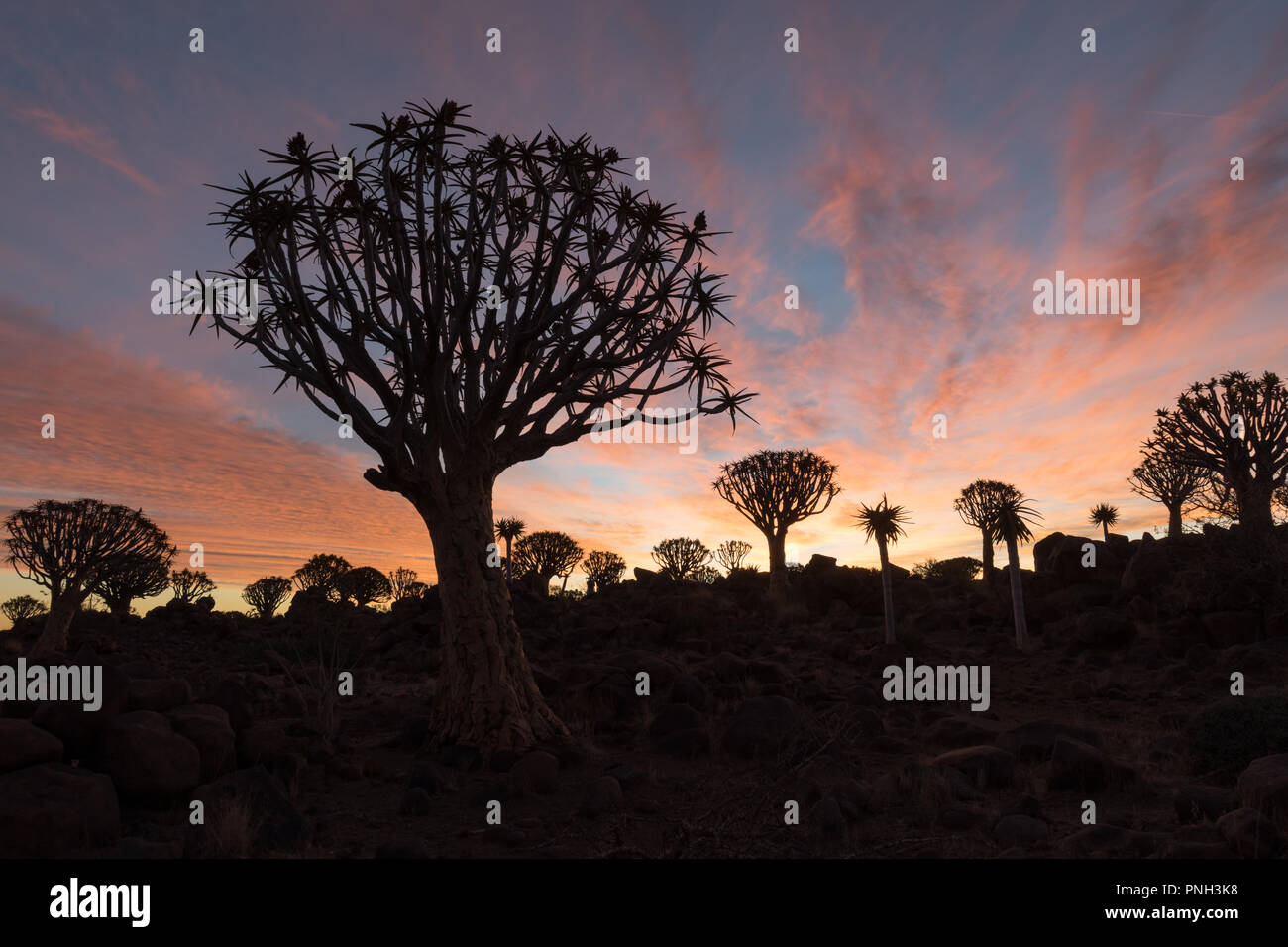 Der köcherbaum oder Köcherbaum (Aloe dichotoma) ist eine Pflanzenart aus der Gattung der Aloe. Namibia. Stockfoto