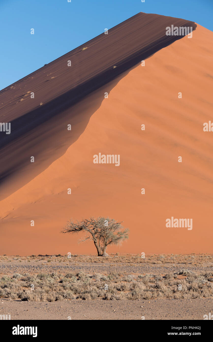 Sanddüne und Baum in der Wüste bei Sossusvlei, Namibia, Afrika Stockfoto