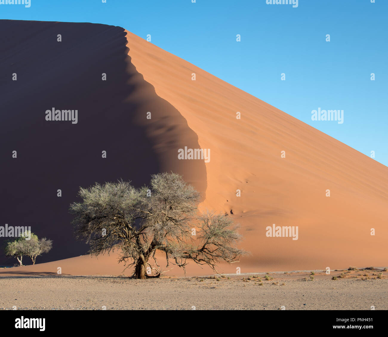 Sanddüne und Bäume in der Wüste bei Sossusvlei, Namibia, Afrika Stockfoto