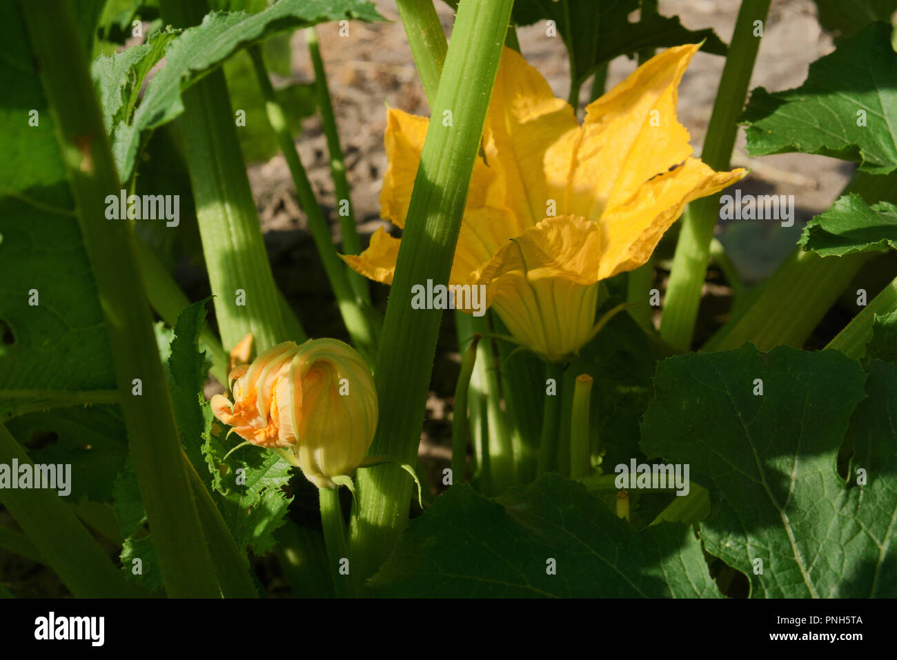 Organische Zucchini im Gemüsegarten wächst im Sommer, großen goldenen Blumen und kleine Knospe im Sonnenlicht, in einem Dickicht von grünen Blätter Stockfoto