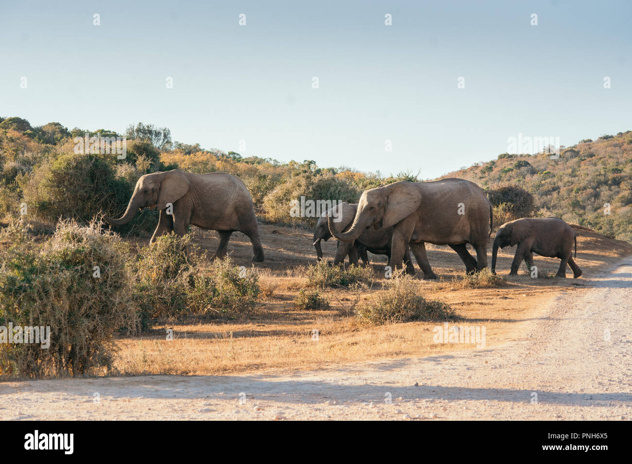 Eine Familie von afrikanischen Elefanten überqueren der Straße in Addo Elephant National Park, Südafrika, Afrika Stockfoto