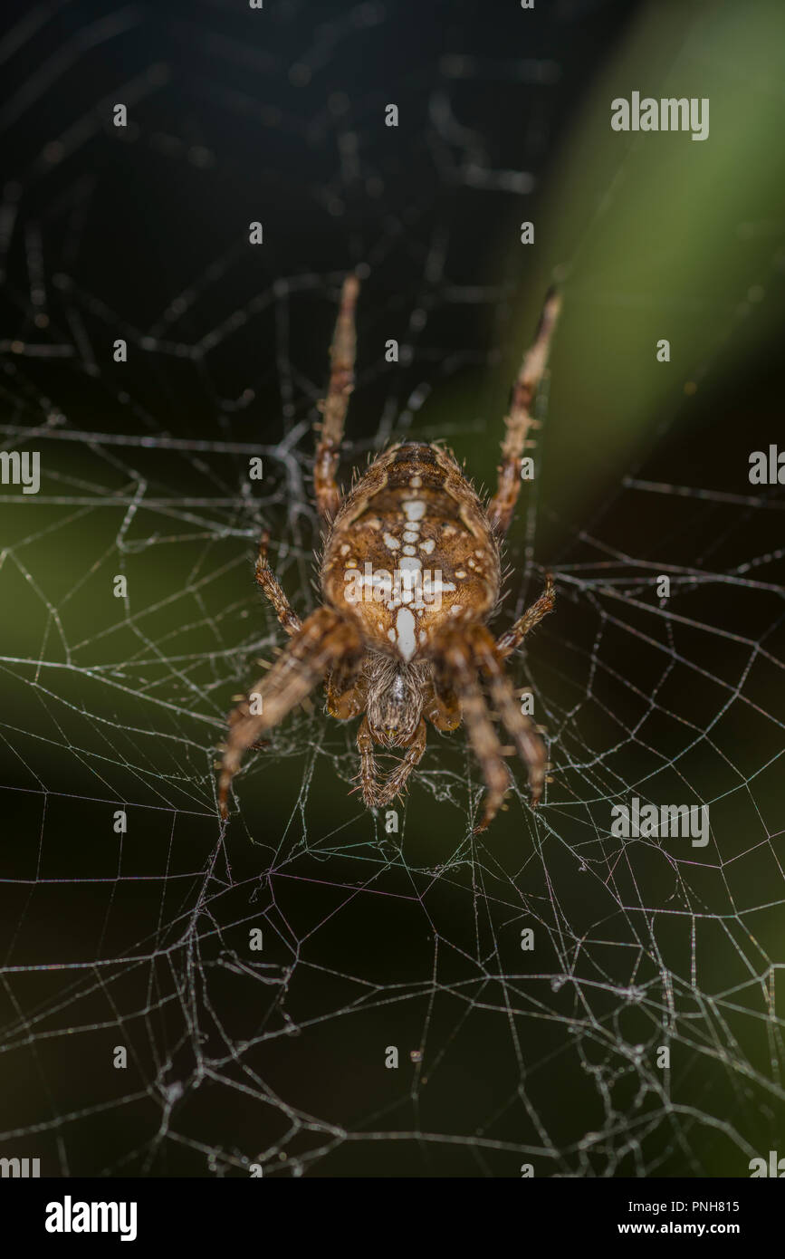 Die Spinne sitzt in seiner Web Stockfoto
