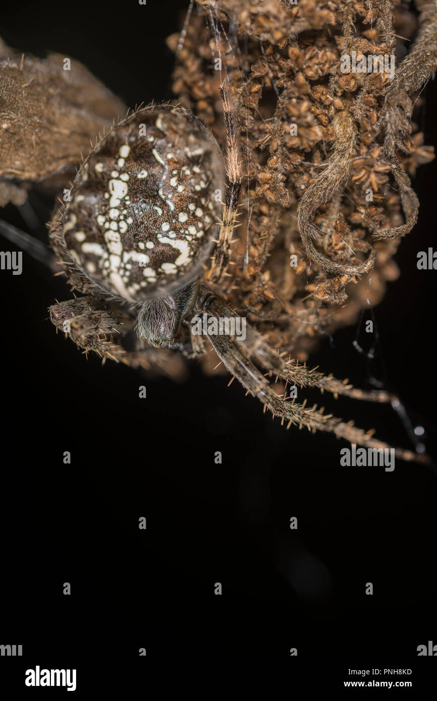Die Spinne sitzt auf der getrockneten Knospe einer Blume Stockfoto