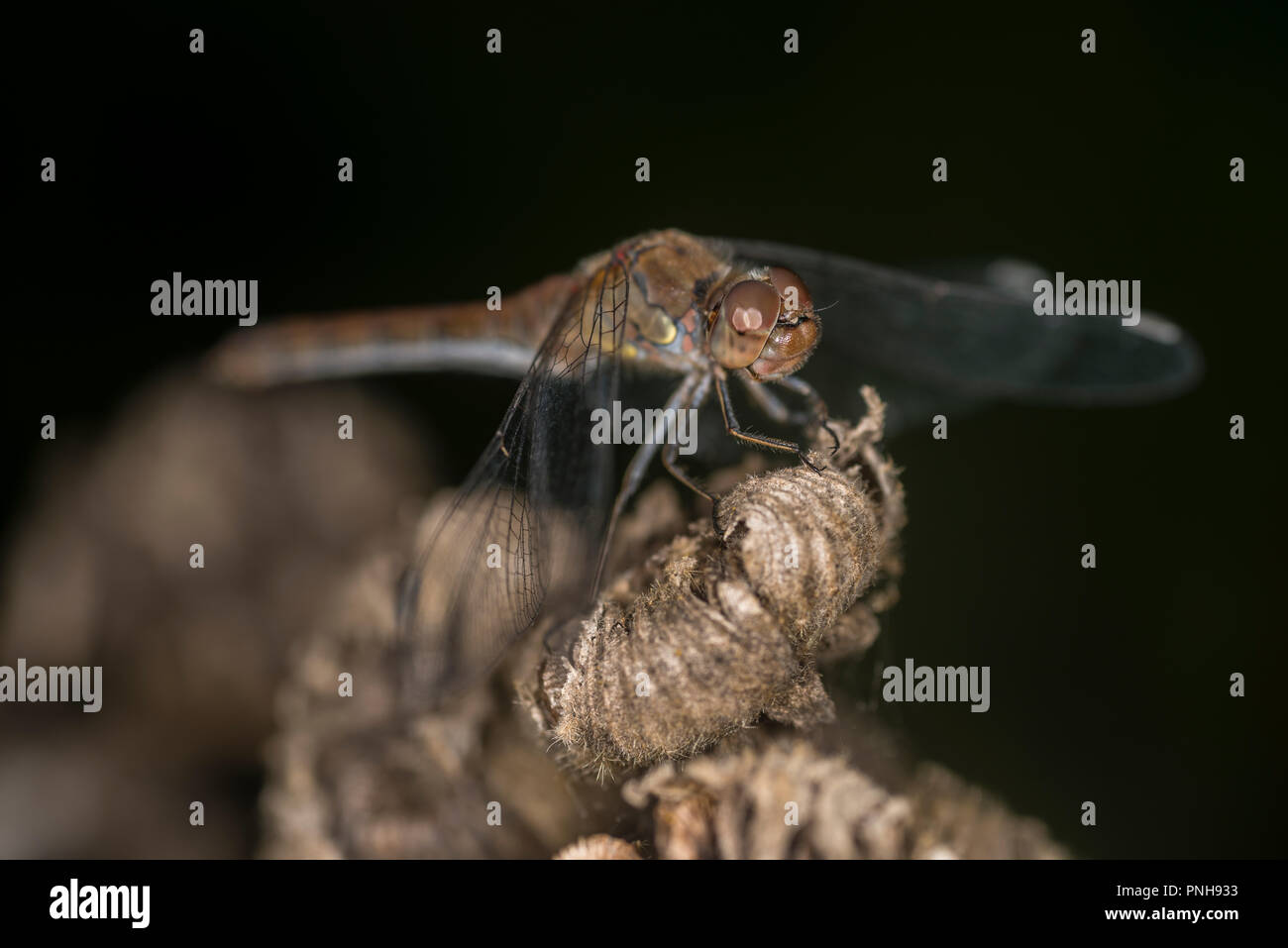 Gemeinsame Libelle sitzt an der Spitze einer Anlage Stockfoto