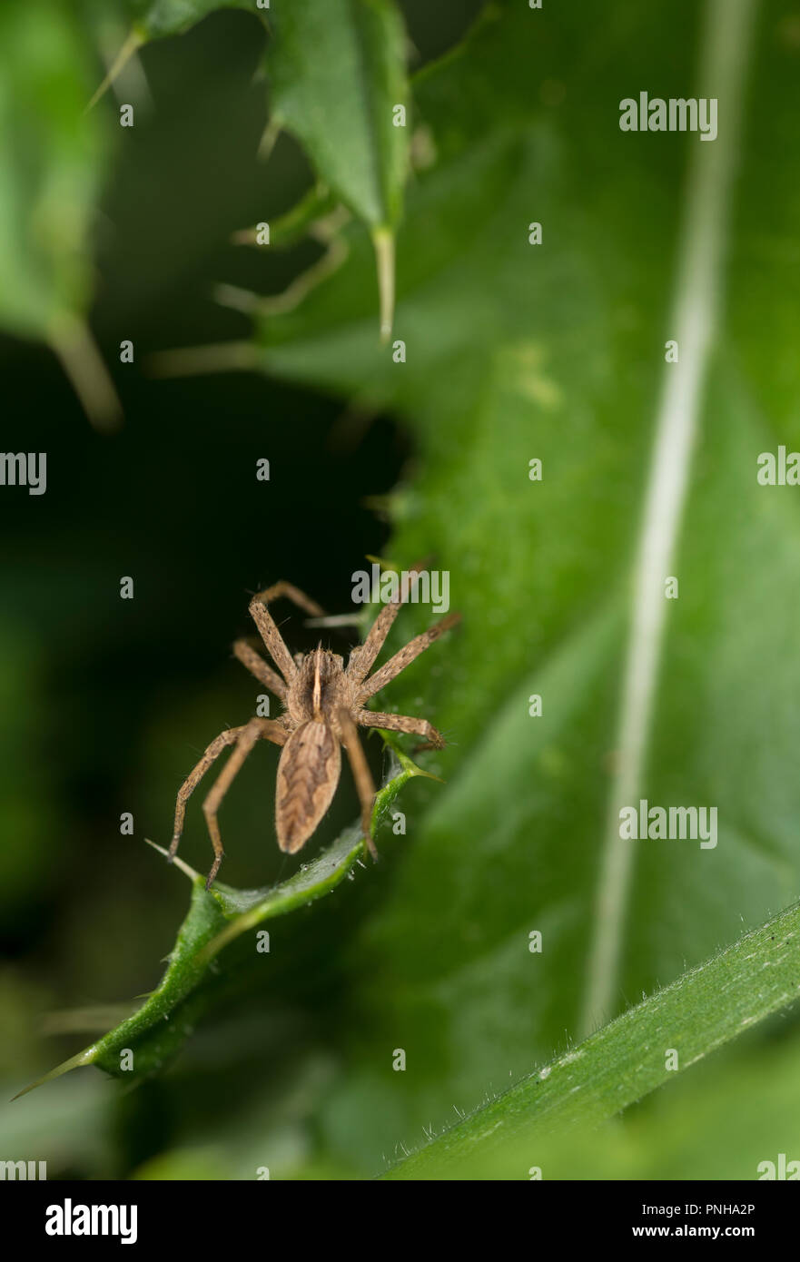 Baumschule Web spider Kriechen im Unterholz Stockfoto
