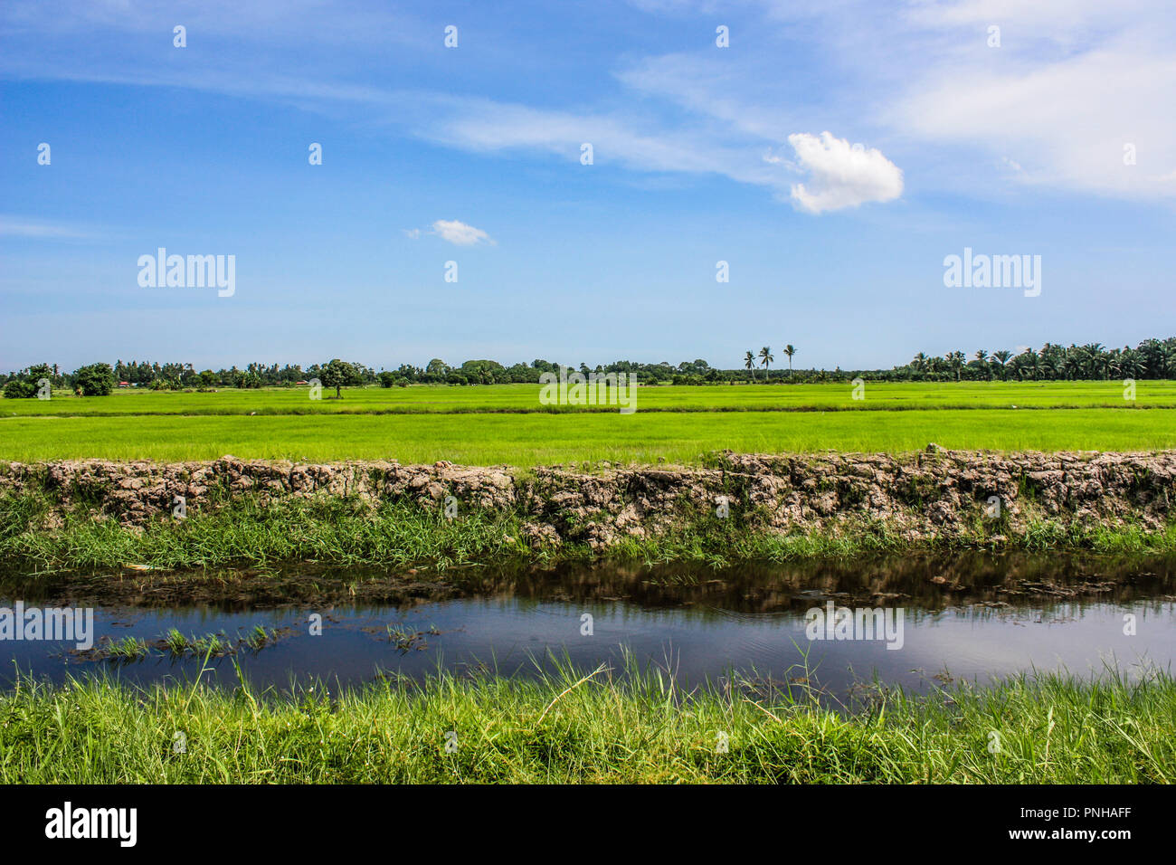 Reisfeld Landschaft Stockfoto