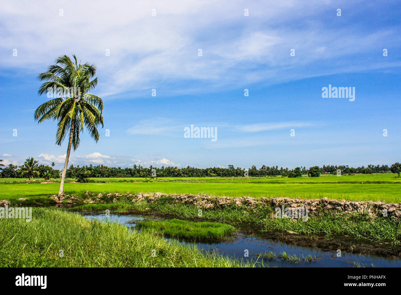 Reisfeld mit Palm Tree Stockfoto