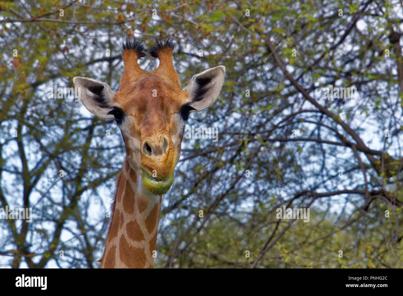 Die Giraffe (GIRAFFA) ist eine Gattung der Afrikanischen selbst-toed ungulate Säugetiere, die größten lebenden Landtiere und die größte Wiederkäuer. Stockfoto