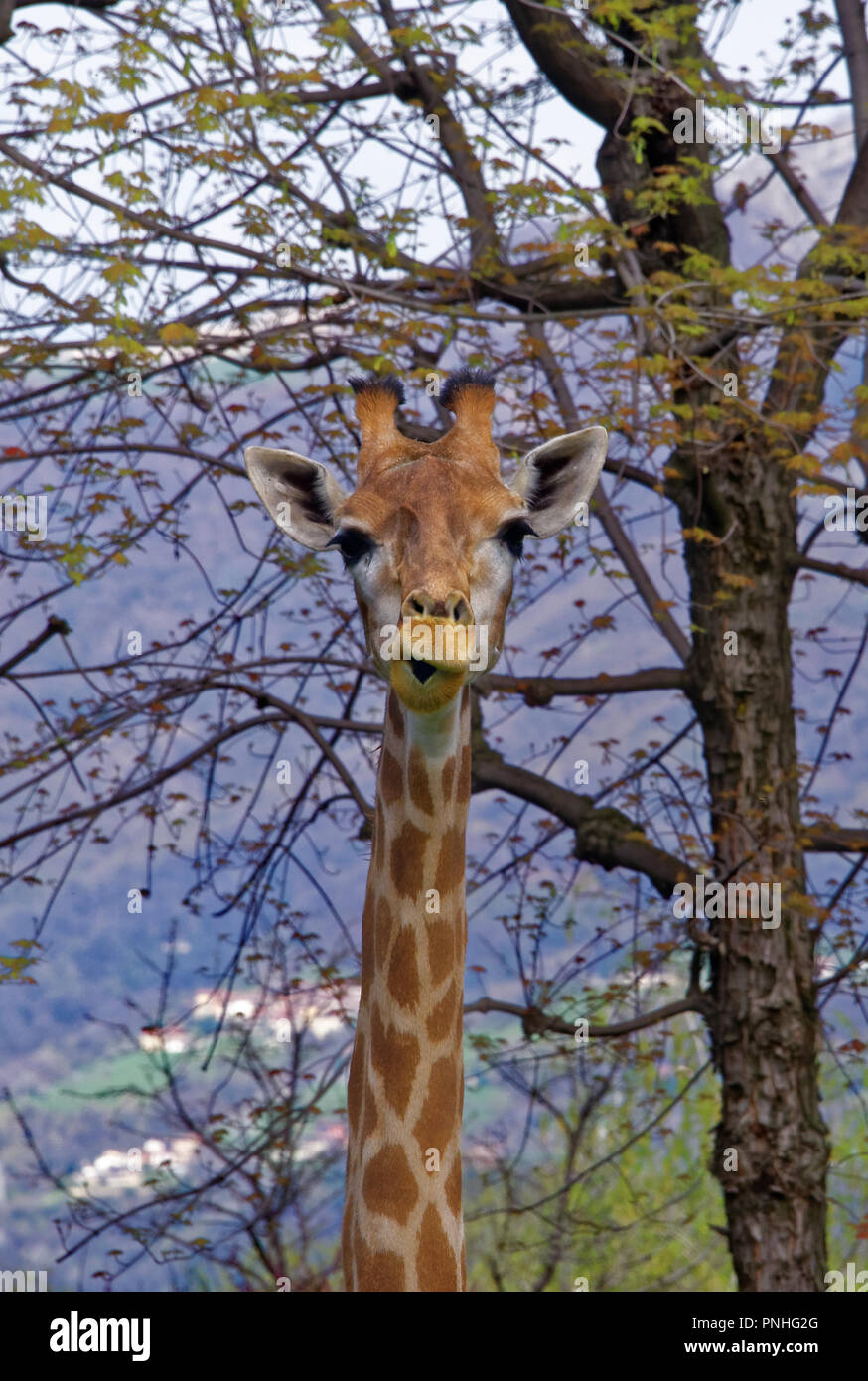 Die Giraffe (GIRAFFA) ist eine Gattung der Afrikanischen selbst-toed ungulate Säugetiere, die größten lebenden Landtiere und die größte Wiederkäuer. Stockfoto