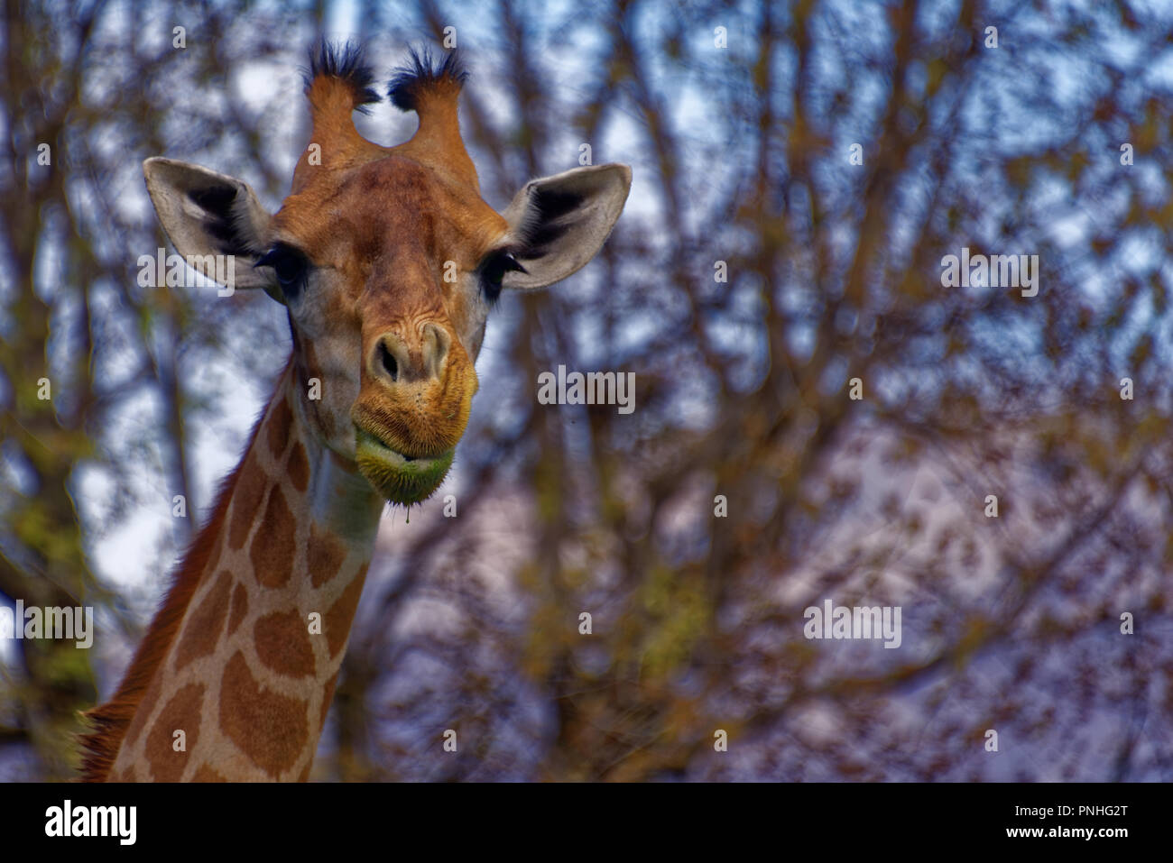 Die Giraffe (GIRAFFA) ist eine Gattung der Afrikanischen selbst-toed ungulate Säugetiere, die größten lebenden Landtiere und die größte Wiederkäuer. Stockfoto