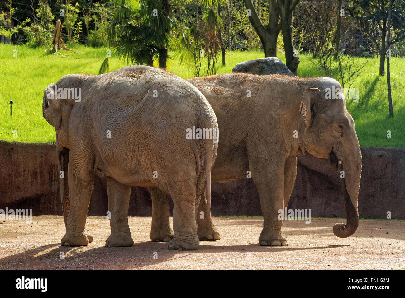 Die asiatischen Elefanten, oder Asiatischer Elefant (Elephas maximus), ist der einzige lebende Arten der Gattung Elephas und ist in Südostasien verteilt. Stockfoto