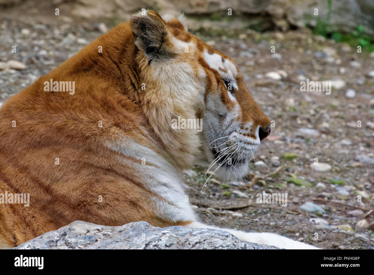 Sibirische Tiger ist eine Bevölkerung von dem Festland asiatischen Tiger (Panthera tigris tigris). Stockfoto