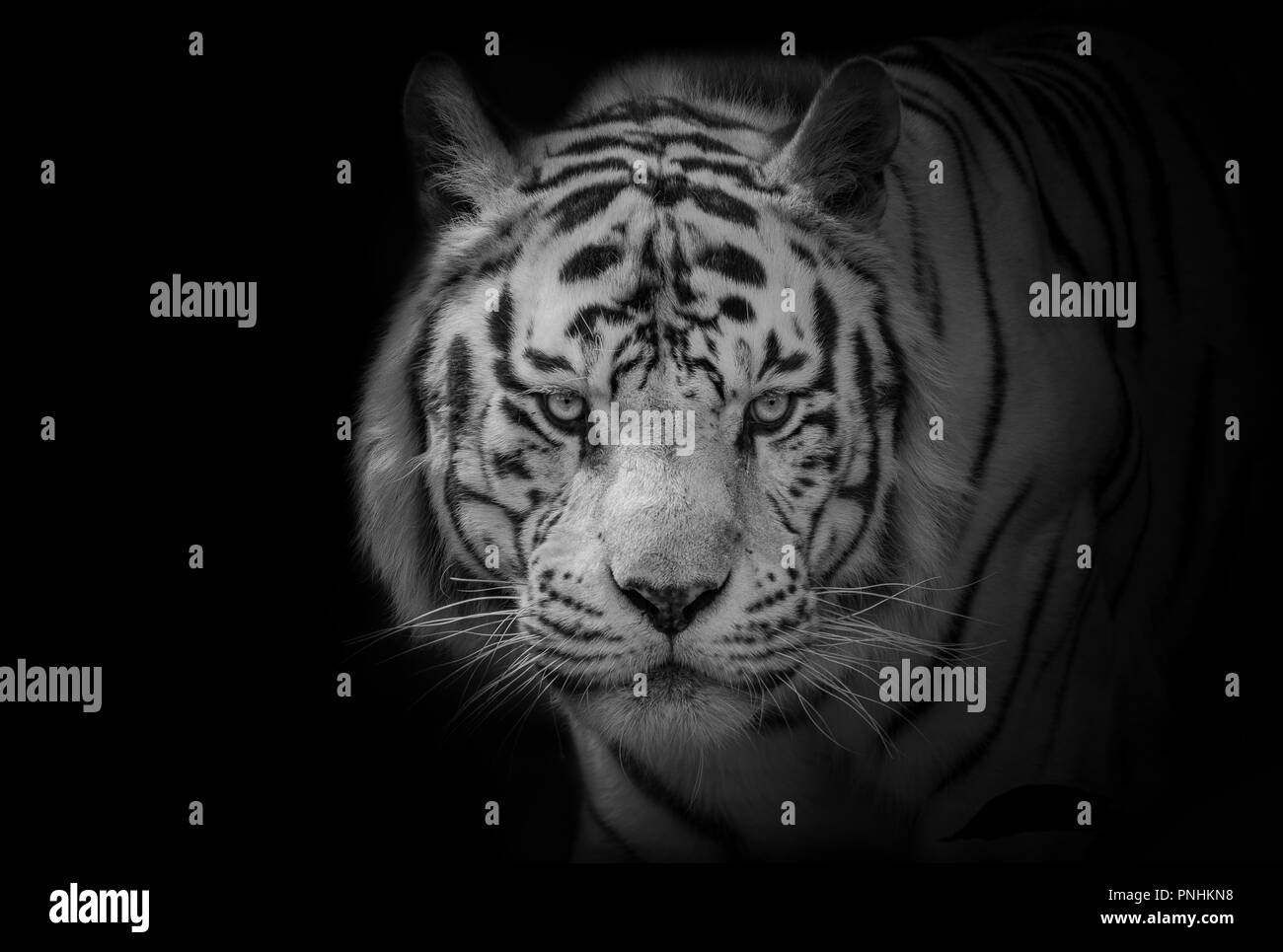 Low Key von Bengal White Tiger (Panthera tigris tigris) Stockfoto