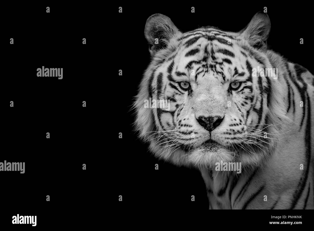 Low Key von Bengal White Tiger (Panthera tigris tigris) Stockfoto