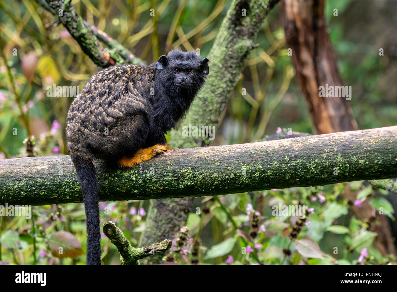 Golden übergeben Tamarin. Tamarin Saguinus midas Sitzung am Zweig. Wild lebende Tier. Stockfoto