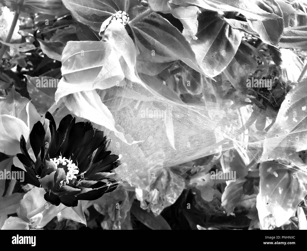 Zinnia und Spinnennetz in Schwarz und Weiß Stockfoto