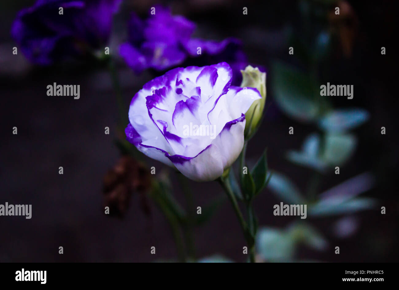 Nahaufnahme der Blume mit weißen und violetten Farbe, blur Hintergrund Stockfoto