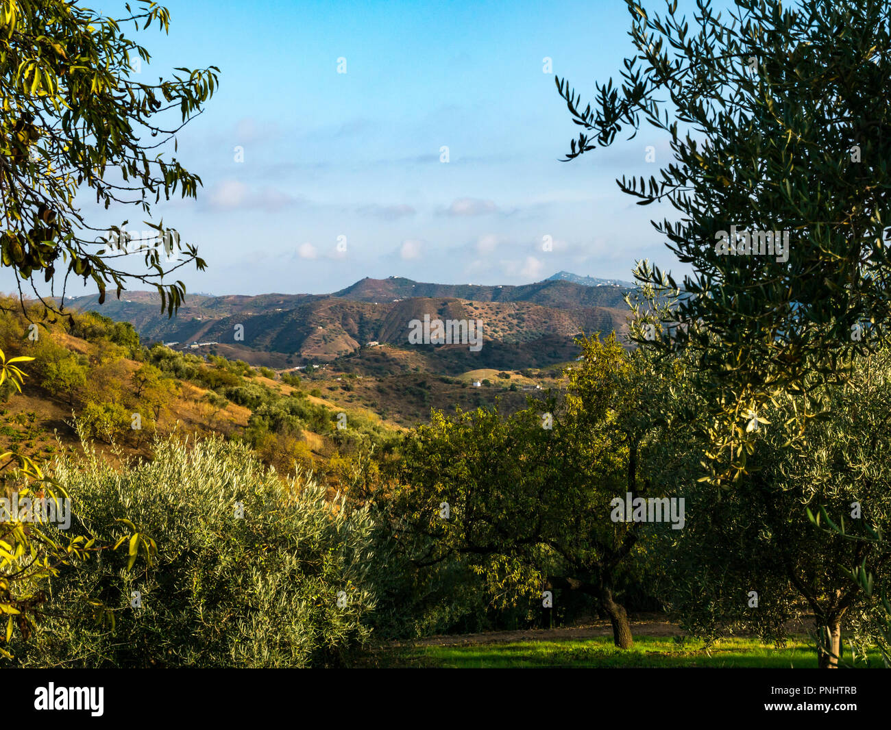 Blick über das Tal auf Bergrücken im Abendlicht mit Schatten im Olivenhain, Axarquia, Andalusien, Spanien Stockfoto