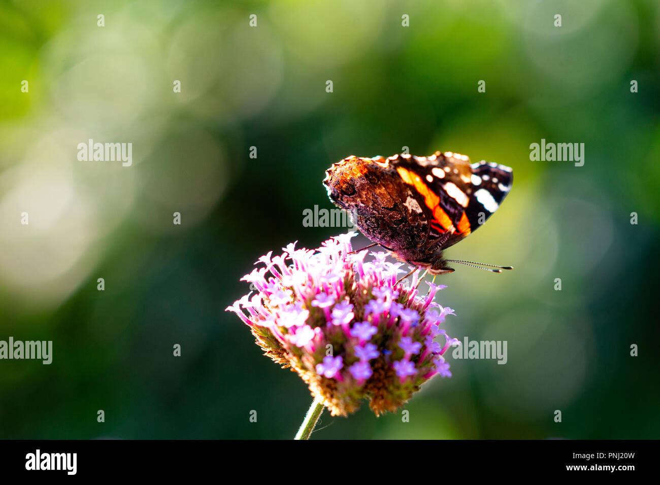 Distelfalter - Vanessa cardui-Schmetterling auf einem violetten Eisenkraut Blüte. Glatten dunklen Hintergrund. Positive Sommer Szene. Freier Platz für die Eingabe von Text Stockfoto