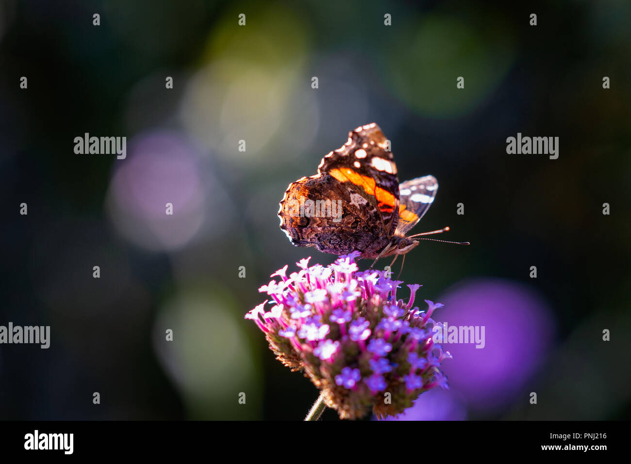 Distelfalter - Vanessa cardui-Schmetterling auf einem violetten Eisenkraut Blüte. Glatten dunklen Hintergrund. Positive Sommer Szene. Freier Platz für die Eingabe von Text Stockfoto