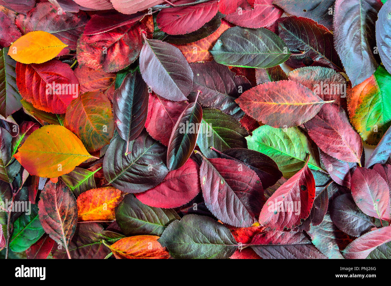 Leuchtend bunte Blätter im Herbst Textur close up - saisonale Hintergrund. Bunte Herbst Hintergrund Stockfoto
