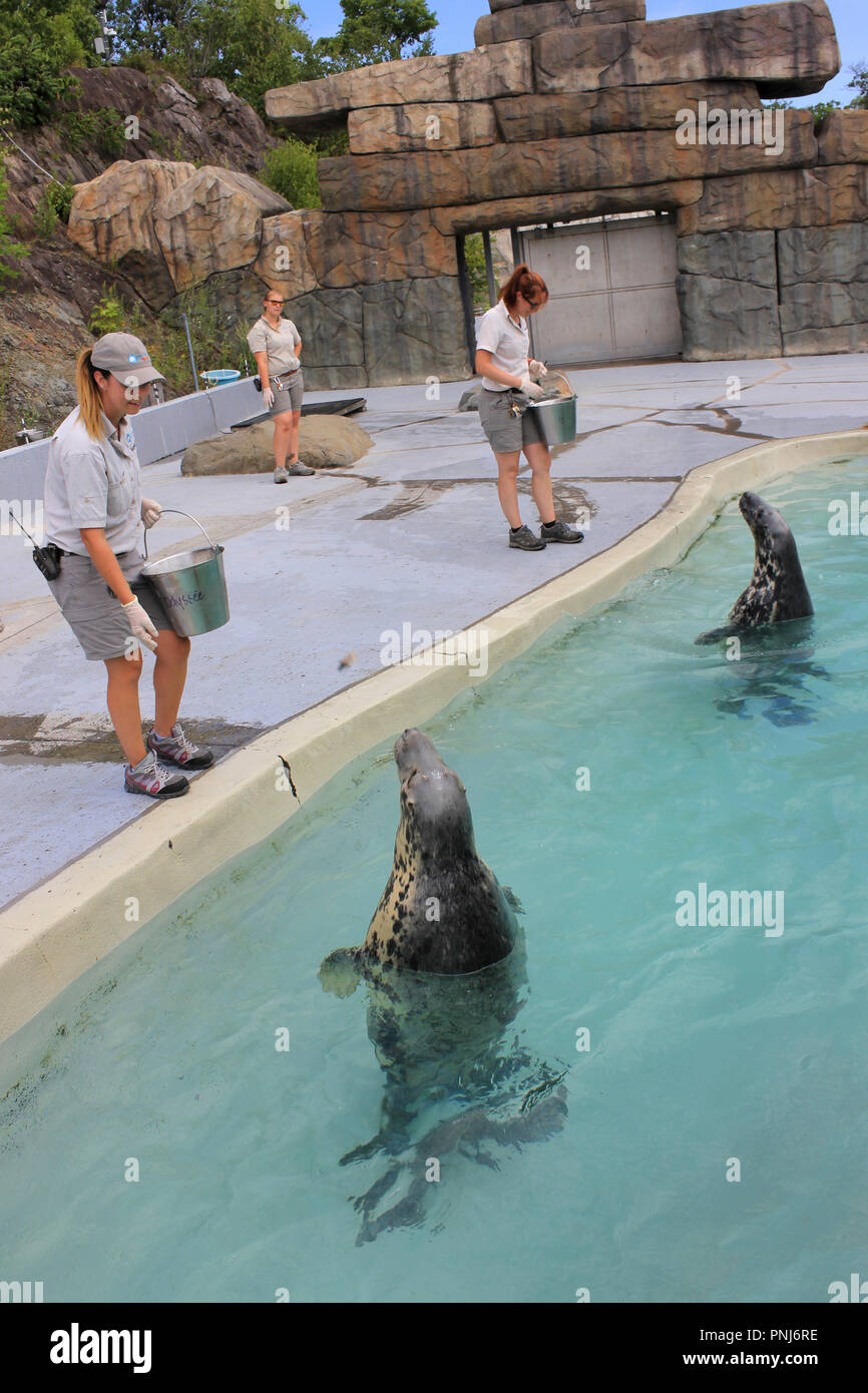 Gerettet graue Dichtungen bei Fütterung, Aquarium du Quebec, Kanada Stockfoto