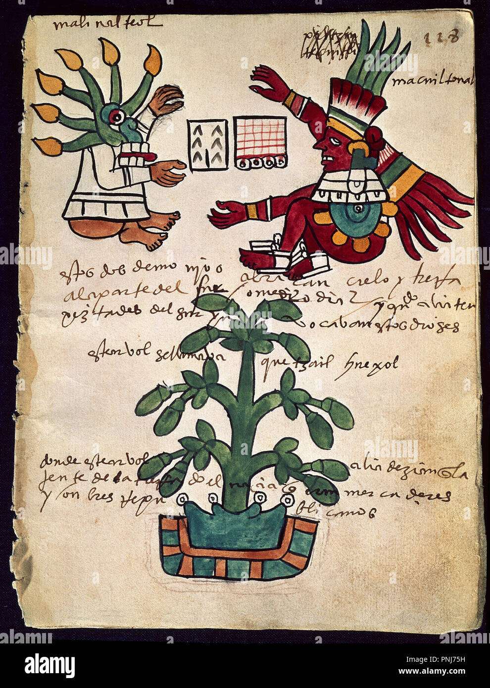 Kakaobaum. Seite 228 aus dem Codex Tudela. 1553 mit Anmerkungen in Spanisch geschrieben. Madrid, Museum von Amerika. Lage: das Museo DE AMERICA - coleccion. MADRID. Spanien. Stockfoto