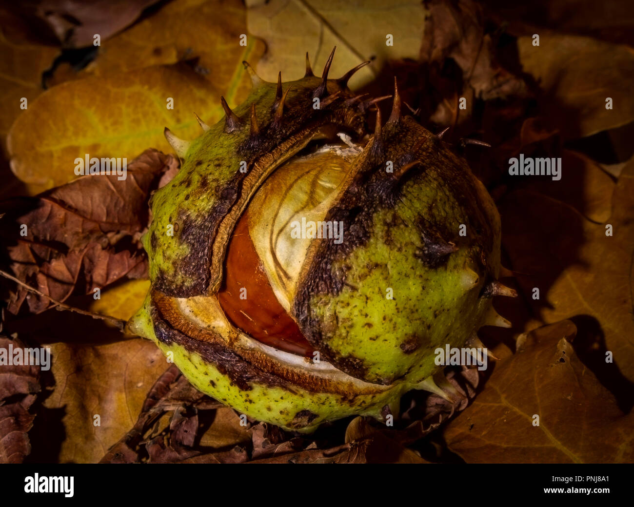 Halb offene Conker im Herbst Blätter Stockfoto