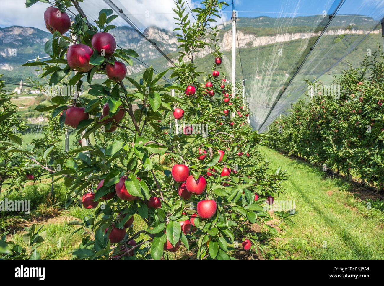 Intensive Obst- oder Obstgarten mit Crop Protection Nets in Südtirol, Italien. Äpfel Obstgarten der neue Sorte 'Royal Gala Apfel' Stockfoto