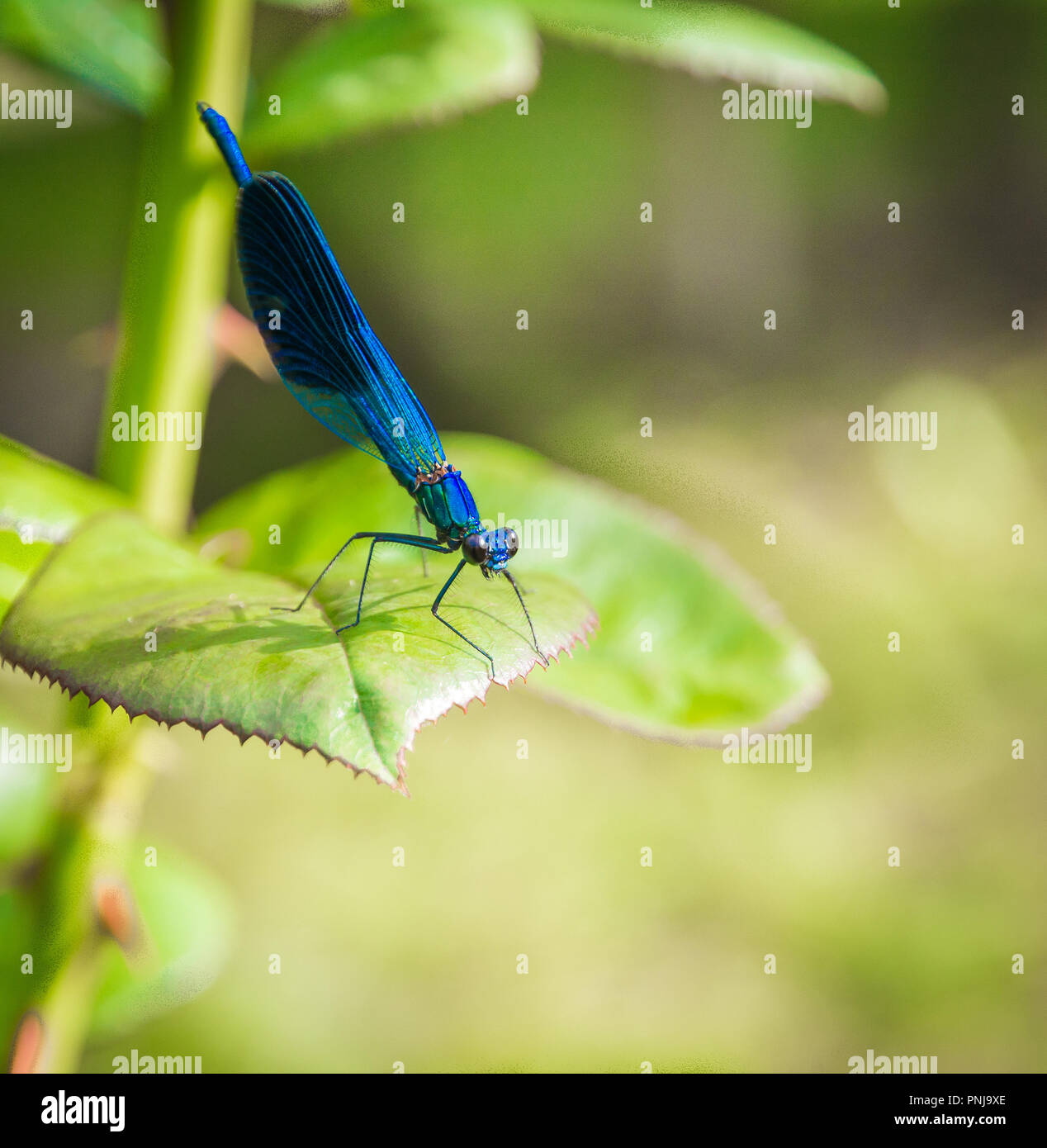 Gebänderten Prachtlibelle - Calopteryx splendens Stockfoto