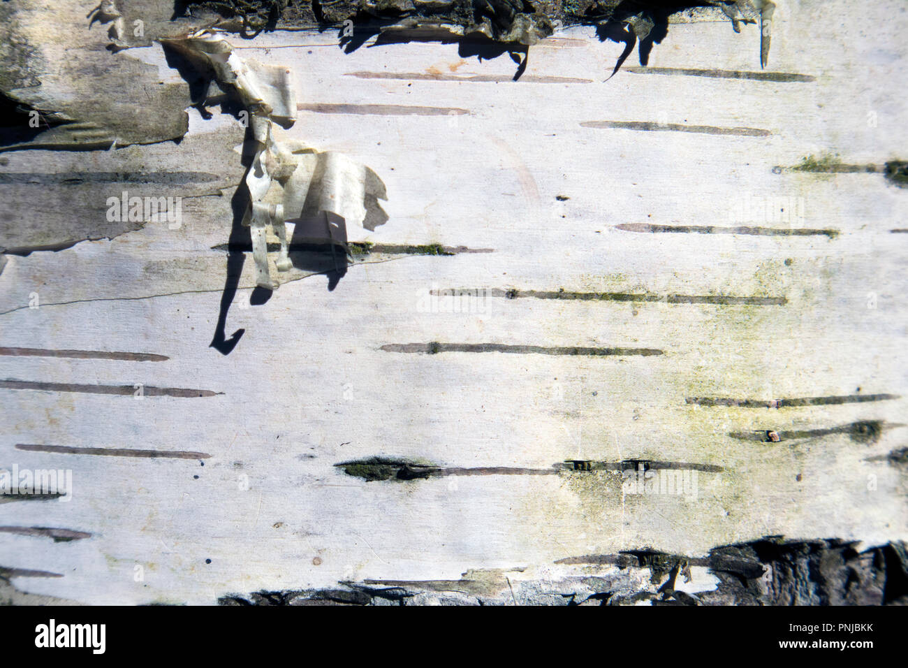 Schäbig Birkenrinde Schwarz und Weiß natürlichen Hintergrund, alte live Stamm unter der Sonne Stockfoto