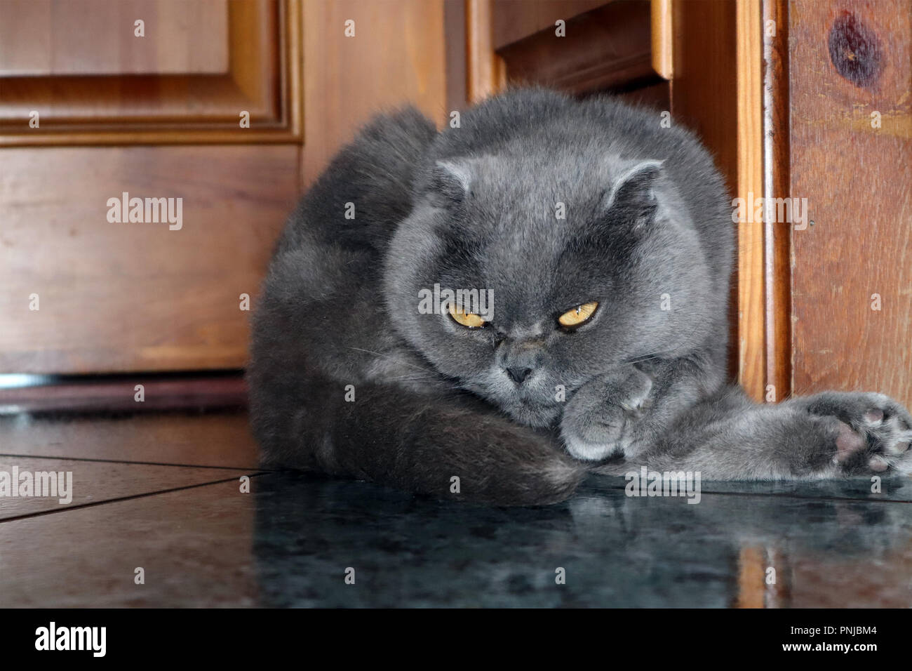 Funny cute Smoky farbige Scottish Fold Katze auf dem Boden im Landhaus Stockfoto