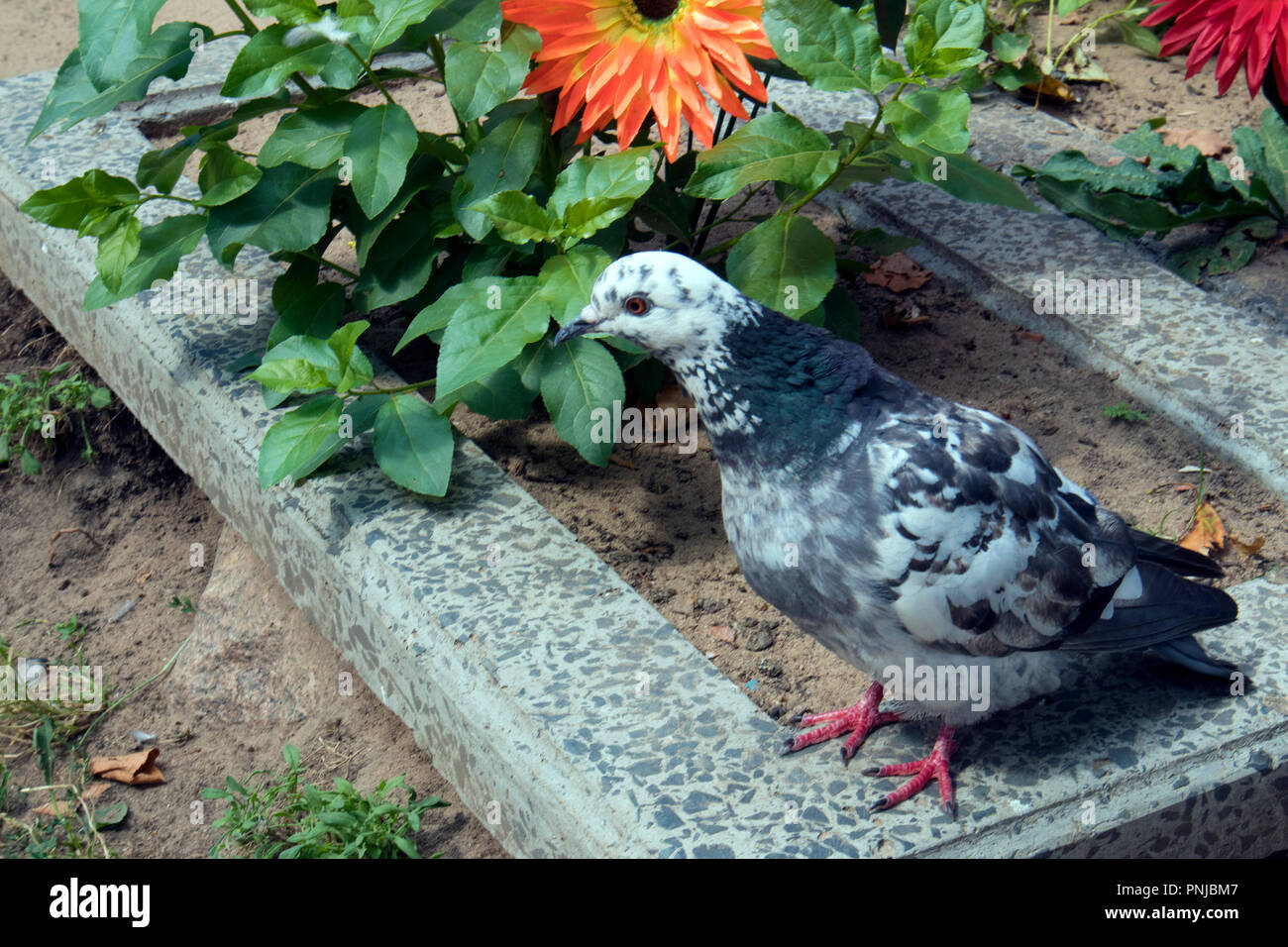 Motley Neugierig Taube stehend auf dem Stein Rahmen zwischen Blumen im Park Stockfoto