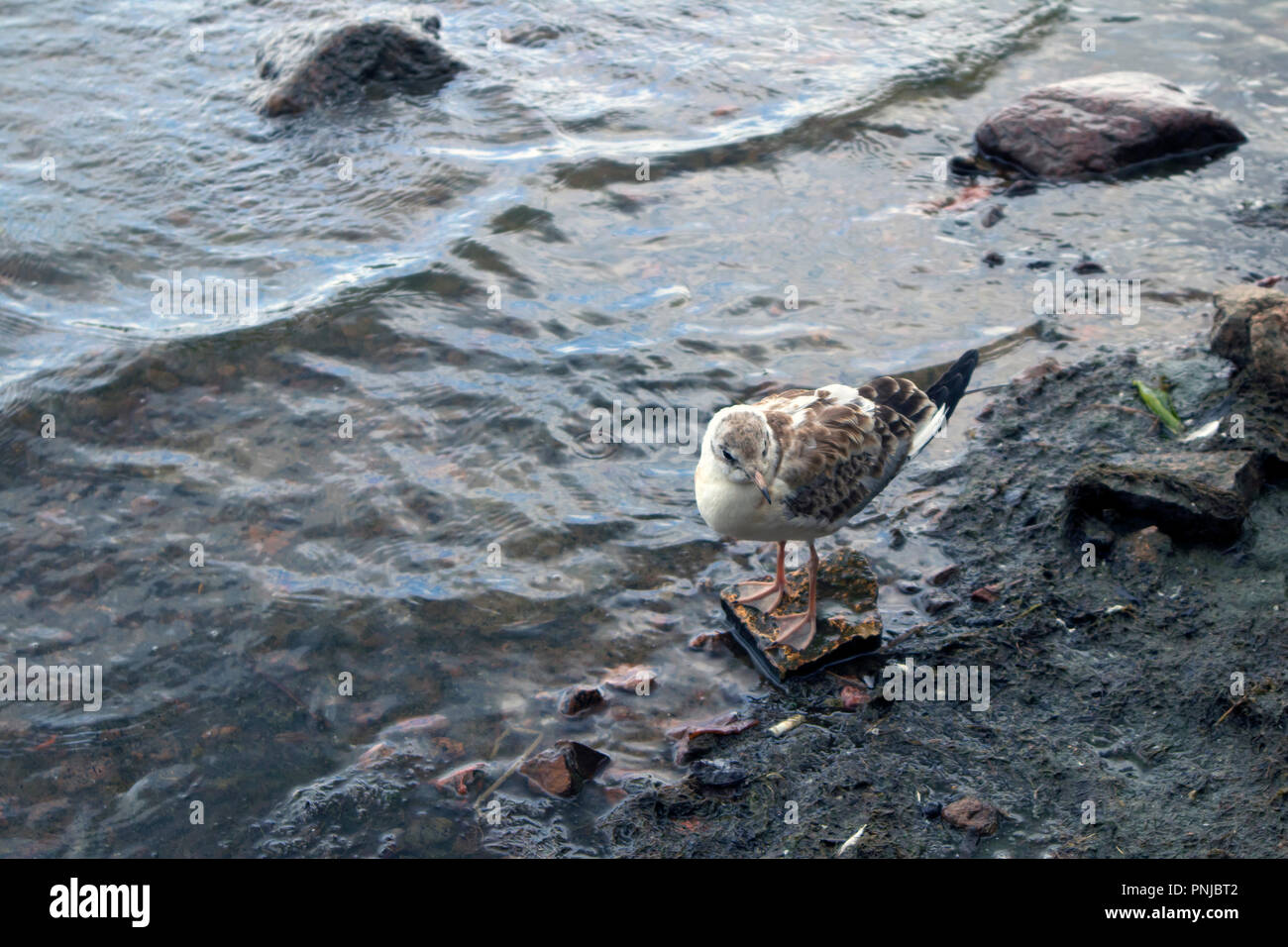 Nette junge Möwe ein transparentes Wasser auf einem steinigen quoll Sea Shore Stockfoto