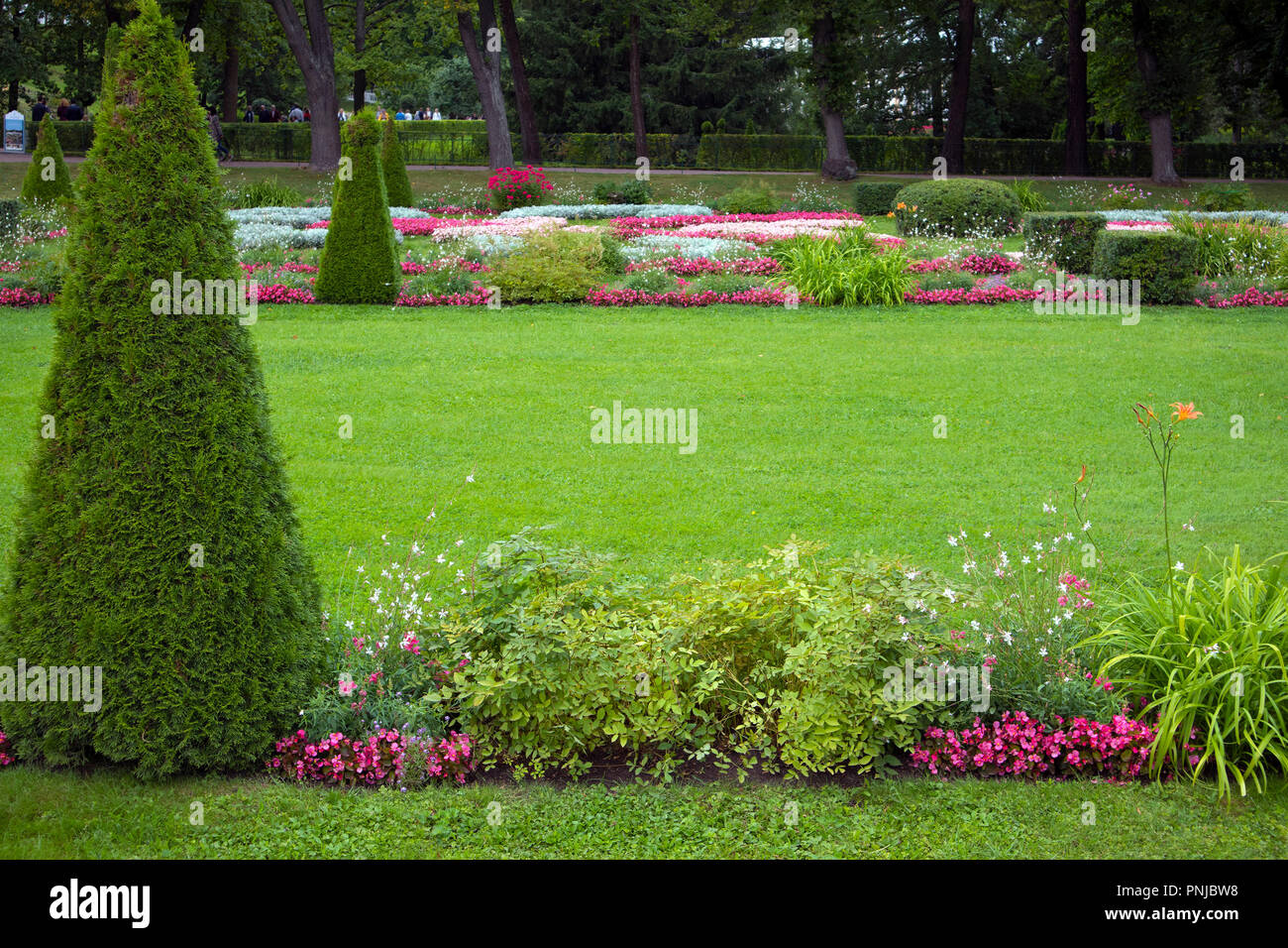 Grün abgeschnitten gepflegten Rasen mit pyramidenförmigen Bush. Platz für Ihren Text Stockfoto