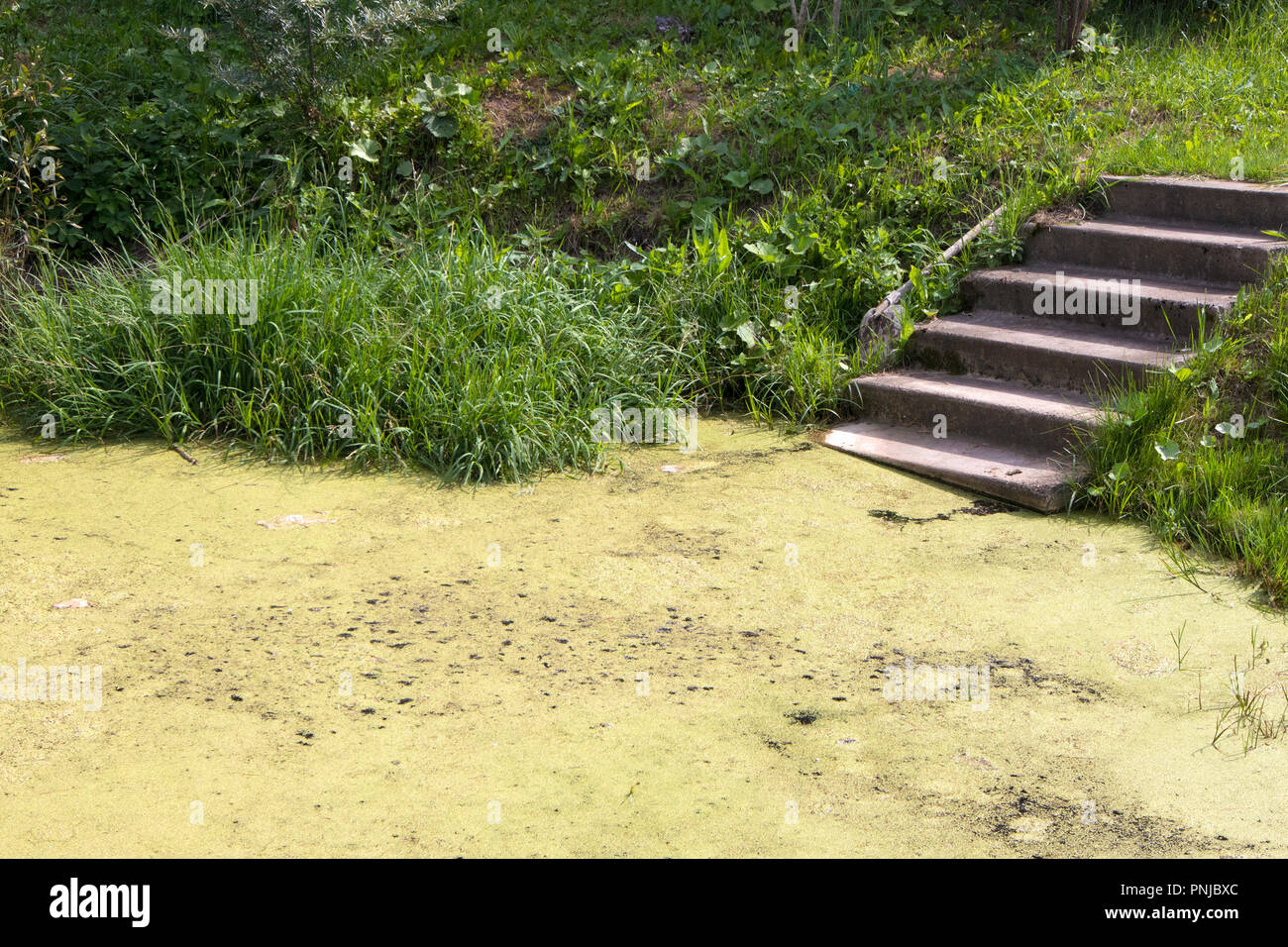 Alte Beton Treppe der viskosen überwachsen mit Schleim Marsh, Weg nach Nirgendwo Stockfoto