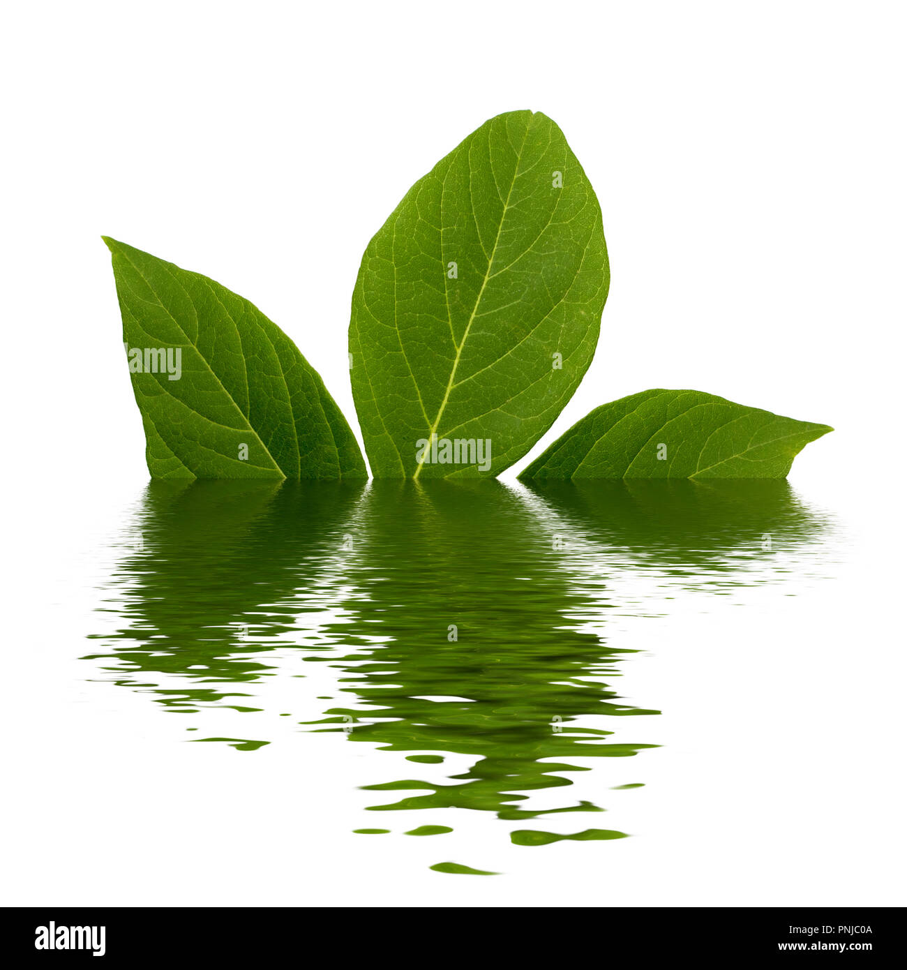 Natürlich grüne frische Blätter, Kleeblatt mit einer Menge Streifen mit Hochwasser Wirkung auf weißem Hintergrund Stockfoto