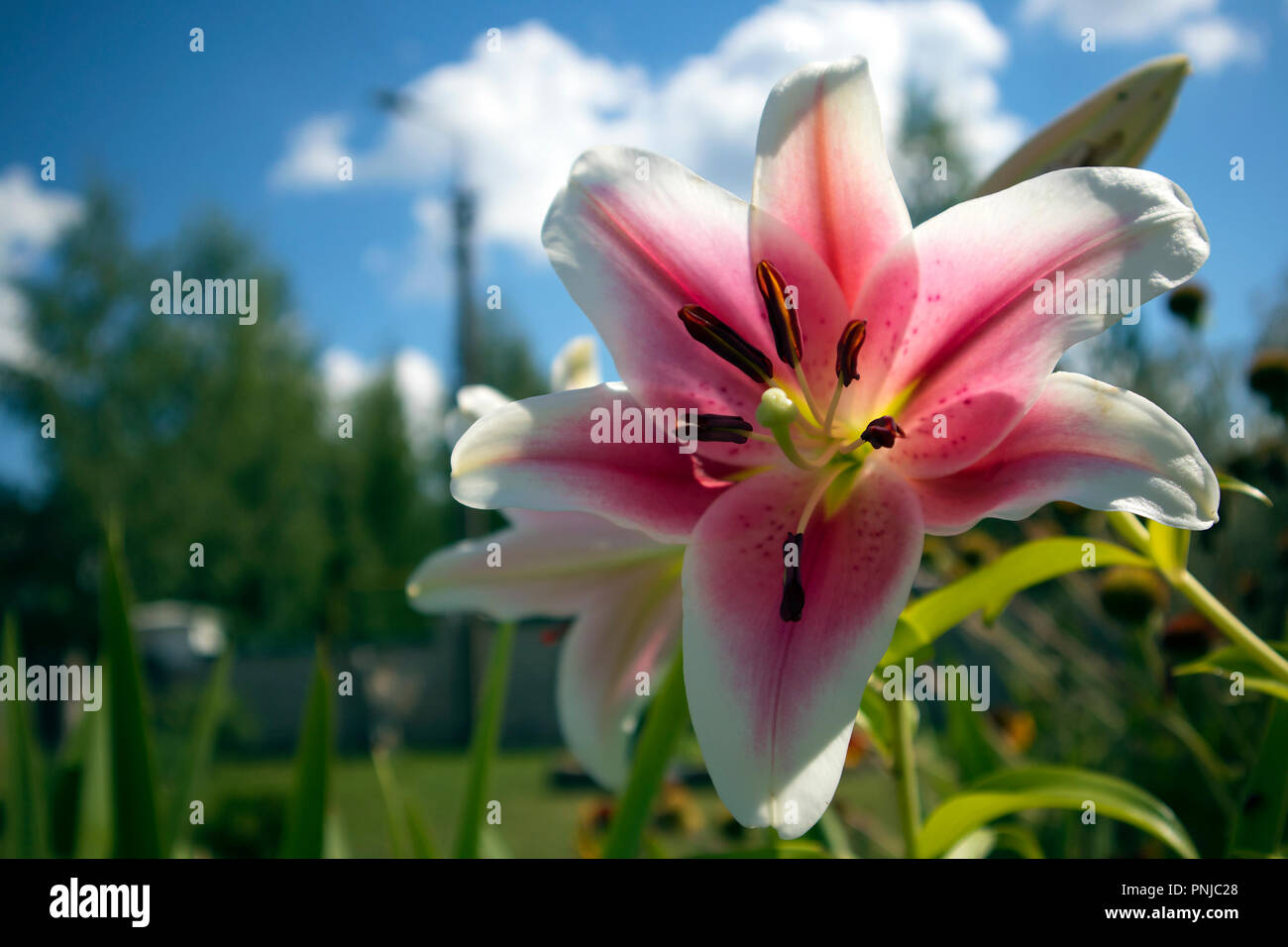 Romantische wachsenden Blume des White Lilly mit violetten Kern und Staubgefäßen gegen grüne Vegetation und blauer Himmel Stockfoto