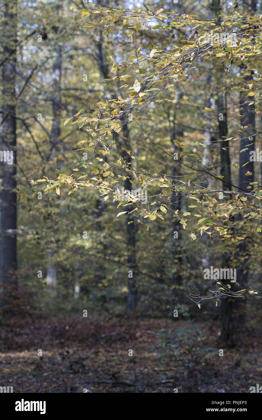 Polen, Blick von oben auf hohe Bäume in einem Laubwald mit farbenfrohem Herbstlaub und Sonnenlicht, das durch das Blätterdach dringt. Stockfoto
