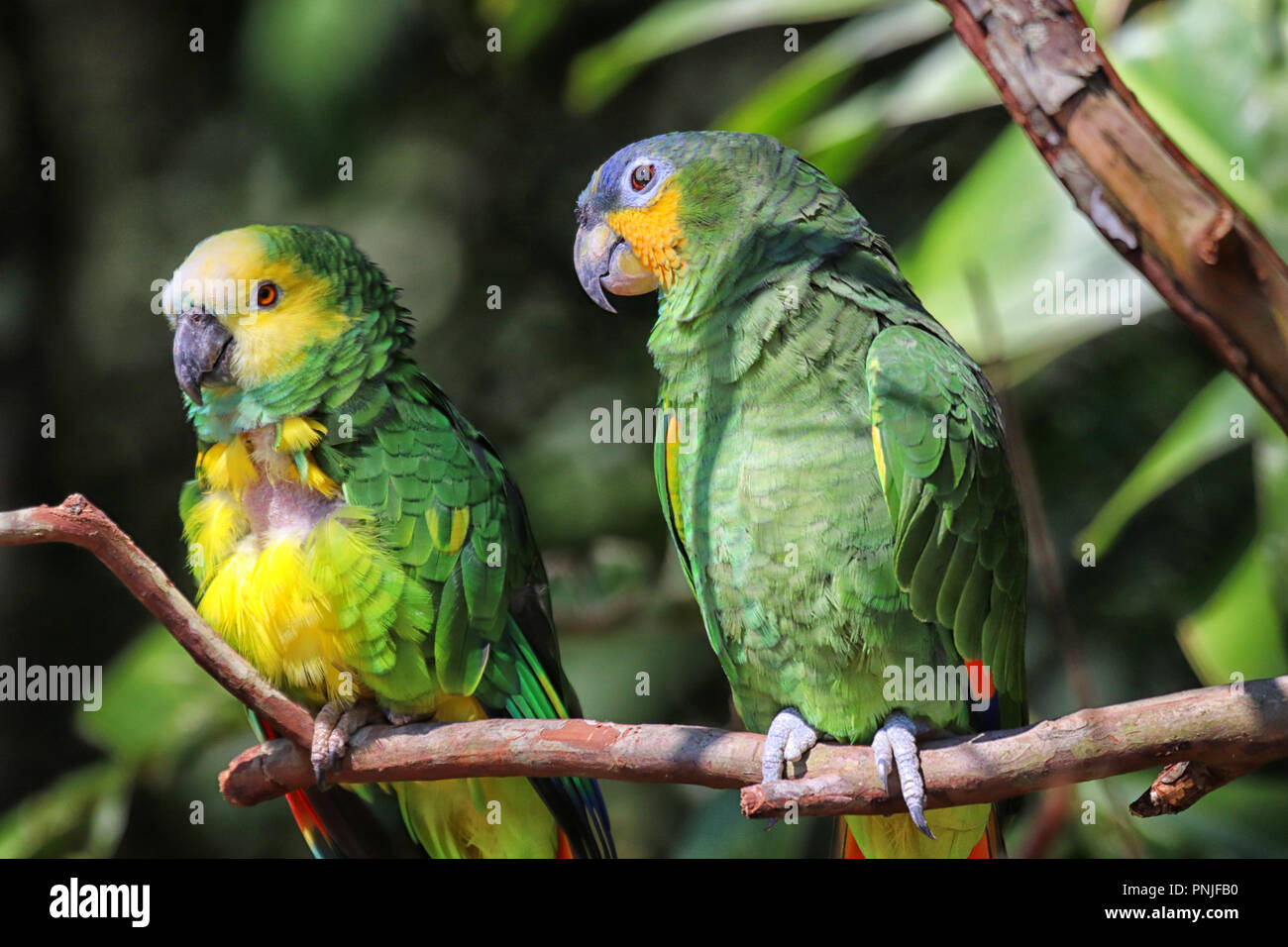 Papagei im Parque de las Aves in Foz do Iguacu (Brasilien) Stockfoto