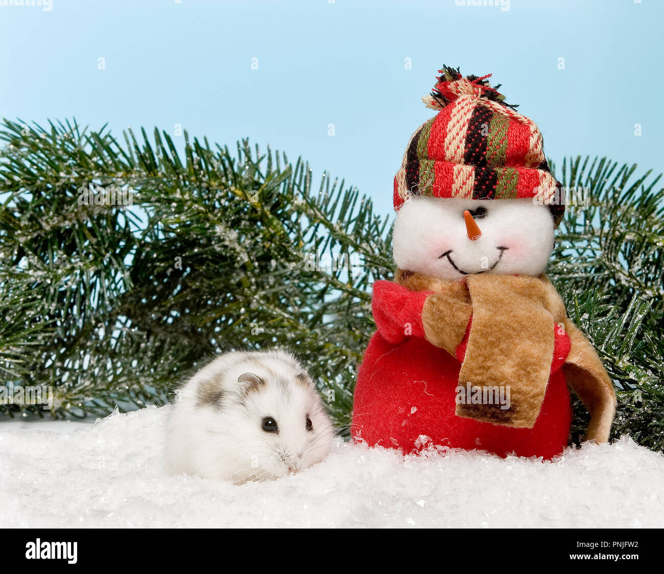 Kleine weiße Hamster ein Schneemann mit Weihnachten verbinden Stockfoto